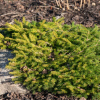 Picea abies `Vermont Gold` har.kuusk