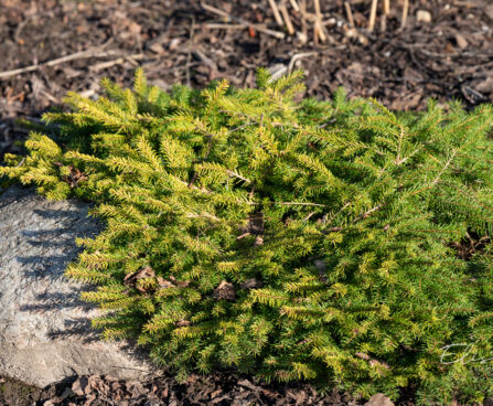 Picea abies `Vermont Gold` har.kuusk