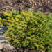 Picea abies `Vermont Gold` har.kuusk