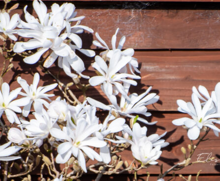 Magnolia stellata magnoolia (2)