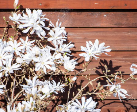 Magnolia stellata magnoolia