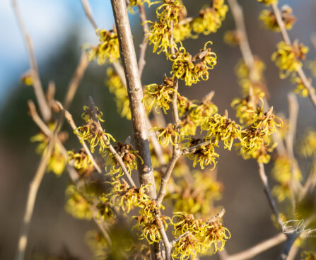 Hamamelis x intermedia `Westerstede` värd nõiapuu (2)