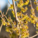 Hamamelis x intermedia `Westerstede` värd nõiapuu (2)