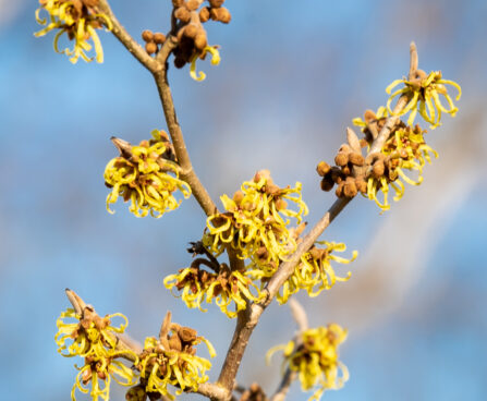 Hamamelis x intermedia `Westerstede` värd nõiapuu (3)