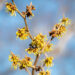 Hamamelis x intermedia `Westerstede` värd nõiapuu (3)