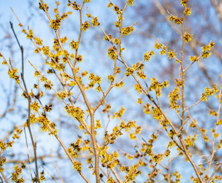 Hamamelis x intermedia `Westerstede` värd nõiapuu