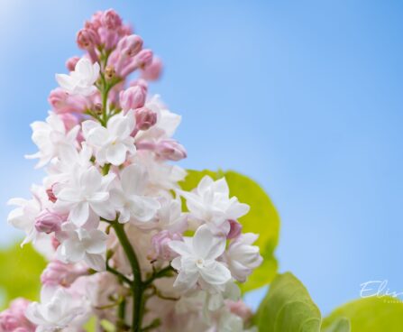 551_10185_Syringa_vulgaris_Krasawica_Moskwy_harilik_sirel_3.jpg