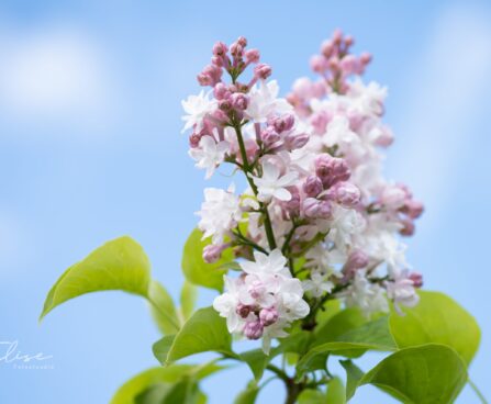 551_10186_Syringa_vulgaris_Krasawica_Moskwy_harilik_sirel_4.jpg