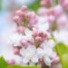 551_10187_Syringa_vulgaris_Krasawica_Moskwy_harilik_sirel_5.jpg