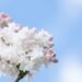 551_10188_Syringa_vulgaris_Krasawica_Moskwy_harilik_sirel_6.jpg