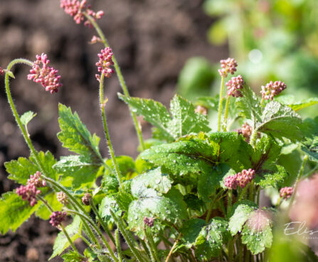 Heucherella `Pink Revolution` pisipööris (1)