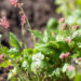 Heucherella `Pink Revolution` pisipööris (1)