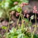 Heucherella `Pink Revolution` pisipööris (2)