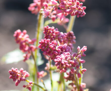 Heucherella `Pink Revolution` pisipööris (3)