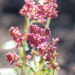 Heucherella `Pink Revolution` pisipööris (3)