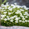 Saxifraga arendsii `Schneeteppich` arendsi kivirik