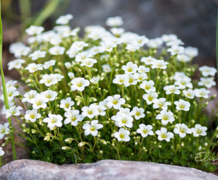 Saxifraga arendsii `Schneeteppich` arendsi kivirik