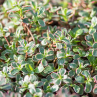 Sedum spurium `Tricolor` roomav kukehari