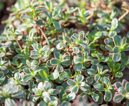 Sedum spurium `Tricolor` roomav kukehari