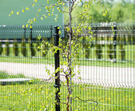 Betula pendula `Spider Alley` arukask (1)