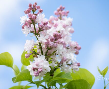 551_10189_Syringa_vulgaris_Krasawica_Moskwy_harilik_sirel_7.jpg