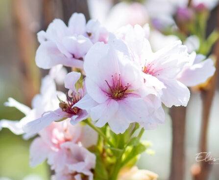 Prunus serrulata `Amanogawa` peensaagjas kirsipuu (1)