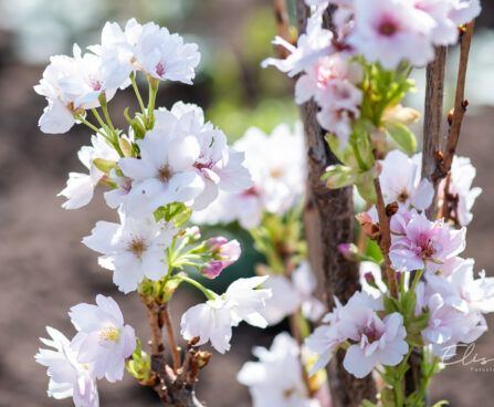 Prunus serrulata `Amanogawa` peensaagjas kirsipuu (2)