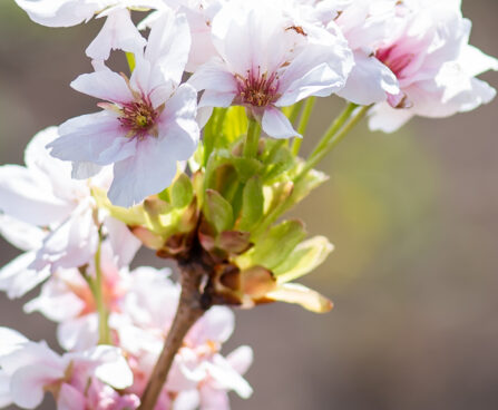 Prunus serrulata `Amanogawa` peensaagjas kirsipuu (3)
