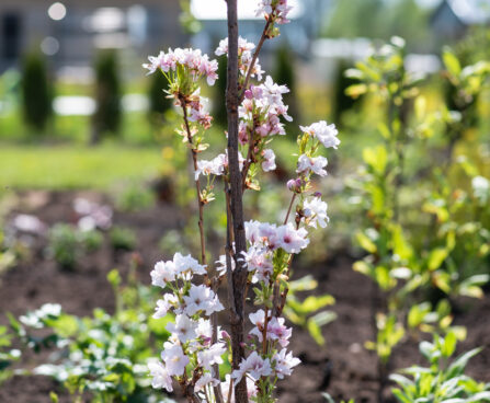 Prunus serrulata `Amanogawa` peensaagjas kirsipuu (4)