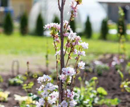 Prunus serrulata `Amanogawa` peensaagjas kirsipuu (5)