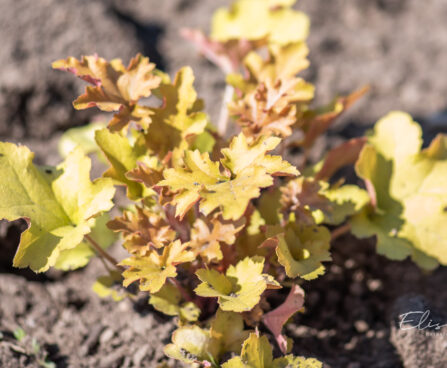 Heuchera `Marmalade` helmikpööris