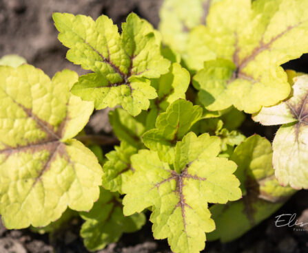 Heucherella hybrida `Stoplight` pisipööris (1)