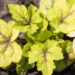 Heucherella hybrida `Stoplight` pisipööris (1)