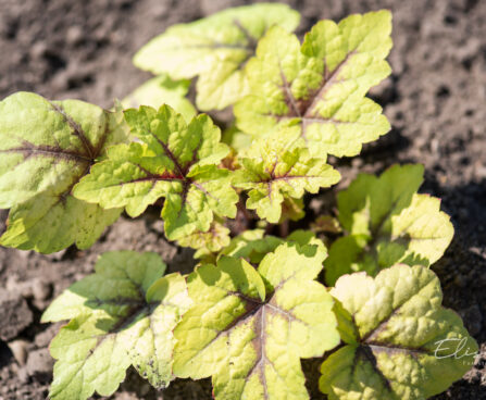 Heucherella hybrida `Stoplight` pisipööris (2)