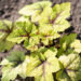 Heucherella hybrida `Stoplight` pisipööris (2)