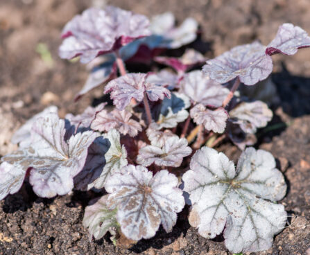 Heuchera `Cinnabar Silver` helmikpööris