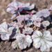 Heuchera `Cinnabar Silver` helmikpööris