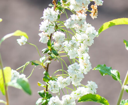 Spiraea prunifolia `Plena` ploomilehine enelas