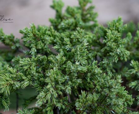 560_9822_Juniperus_communis_Repanda__harilik_kadakas_2.jpg