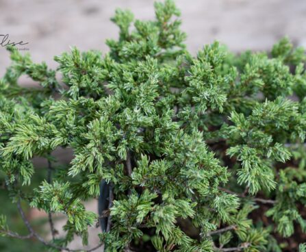 560_9823_Juniperus_communis_Repanda__harilik_kadakas.jpg