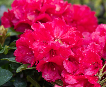Rhododendron `Red Jack` rododendron (1)