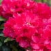 Rhododendron `Red Jack` rododendron (1)