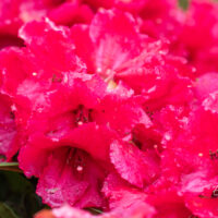 Rhododendron `Red Jack` rododendron (2)