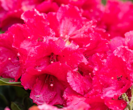 Rhododendron `Red Jack` rododendron (2)