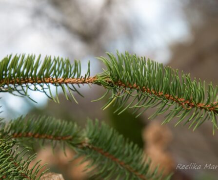 565_6580_Picea_abies_Virgata.JPG