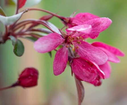 Malus `Profusion` õunapuu