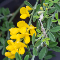 Cytisus x praecox luudpõõsas (1)