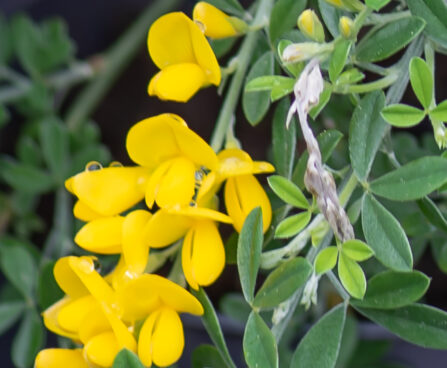 Cytisus x praecox luudpõõsas (1)