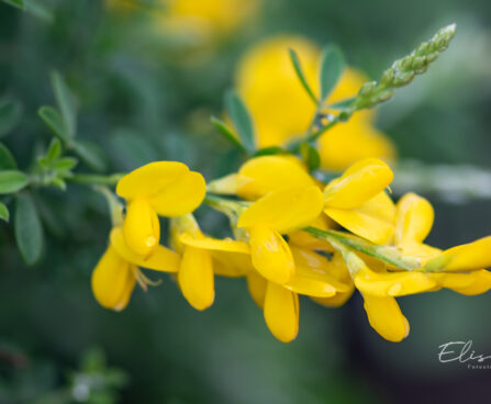 Cytisus x praecox luudpõõsas (2)