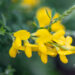 Cytisus x praecox luudpõõsas (2)